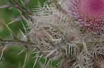 Yellow thistle <BR>Purple thistle